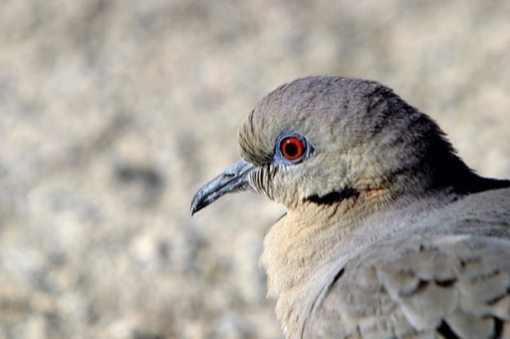 White-winged Dove (Zenaida asiatica)