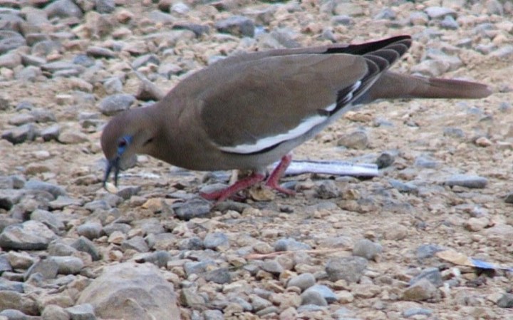 White-winged Dove (Zenaida asiatica)