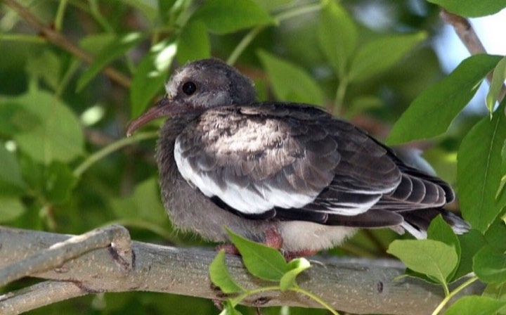 White-winged Dove (Zenaida asiatica)