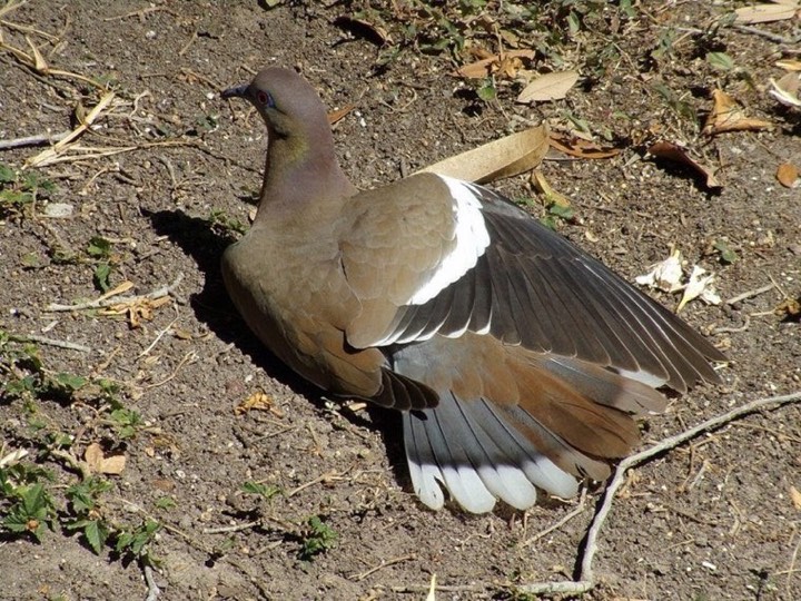 White-winged Dove (Zenaida asiatica)
