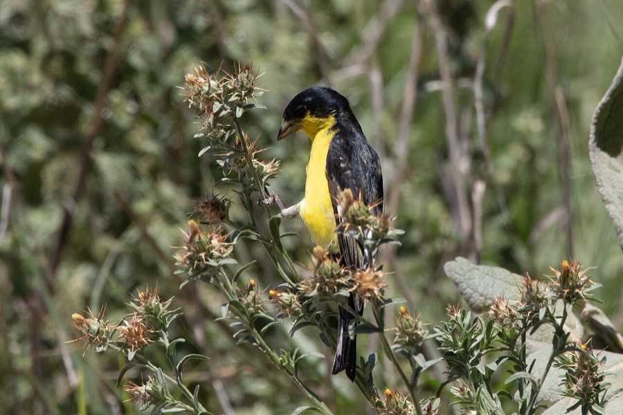 Lesser Goldfinch
