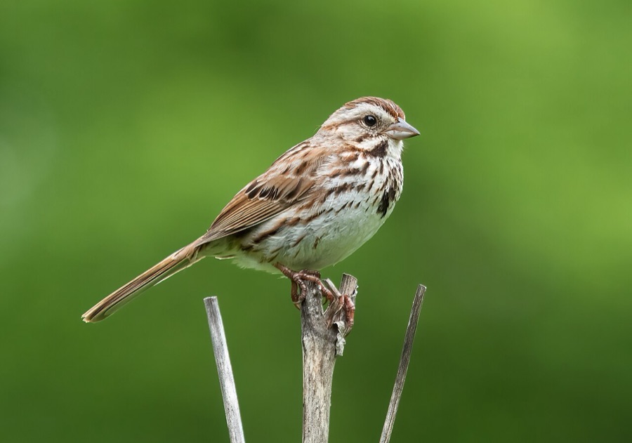 Song Sparrow