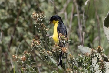 Lesser Goldfinch