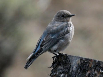 Mountain Bluebird