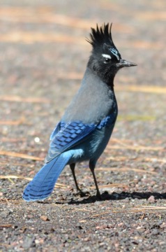 Steller's Jay