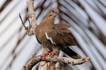 White-winged Dove