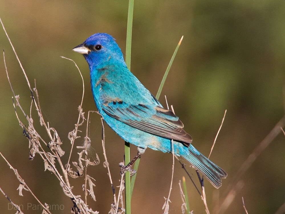 A male Indigo Bunting perched on a thin branch