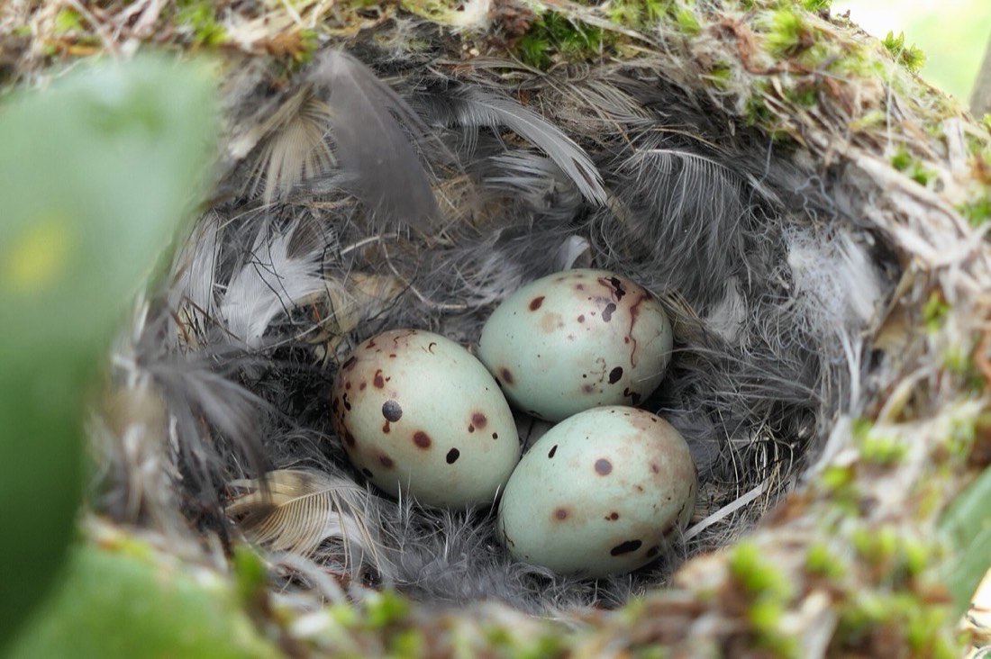 April: offer calcium and insects