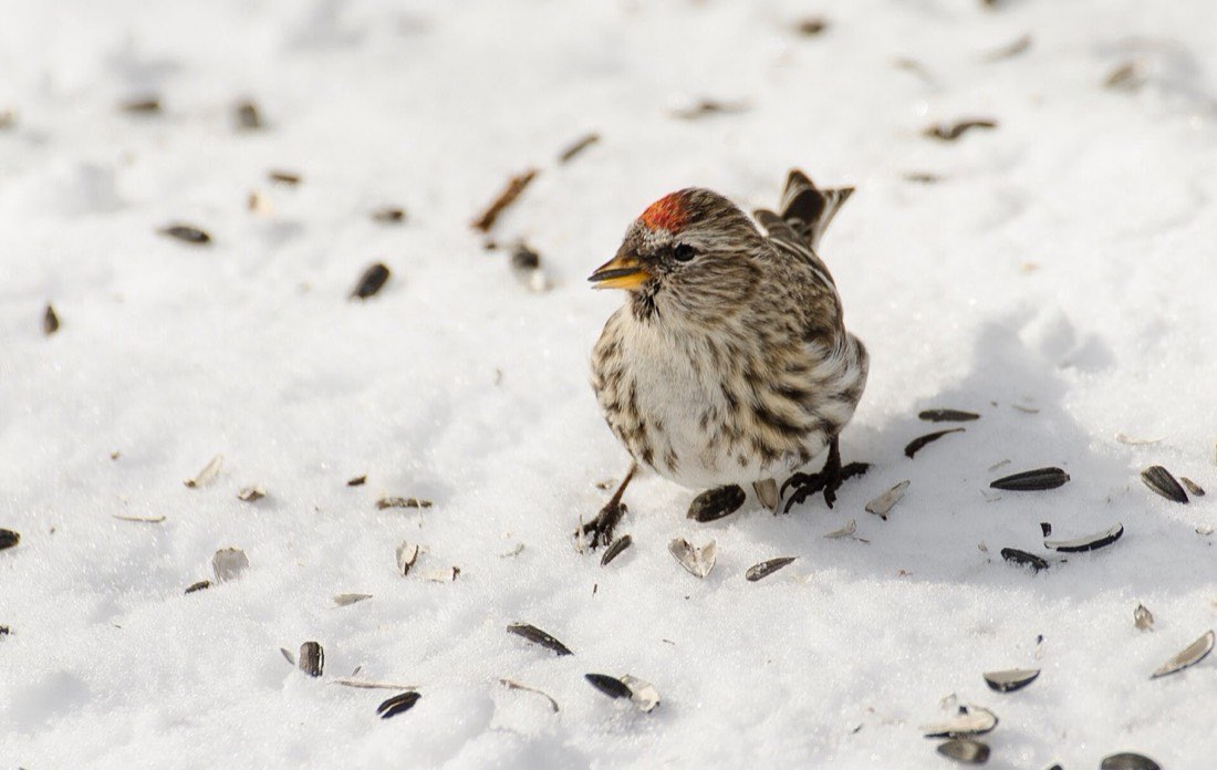 February: watch for damp seed