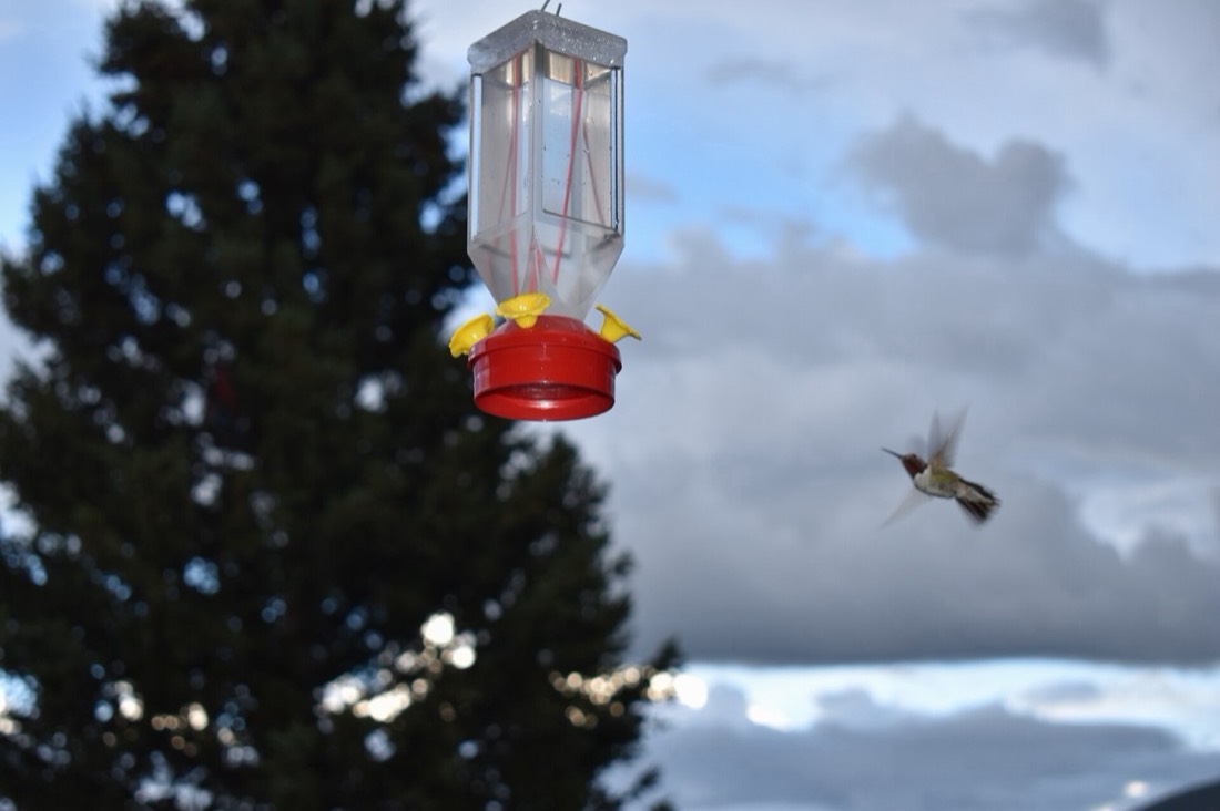 May: nectar season opens